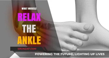 Muscles That Relax the Ankle: Understanding Their Role and Function