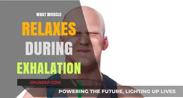 Exhalation Unveiled: The Key Muscle That Relaxes During Breathing Out