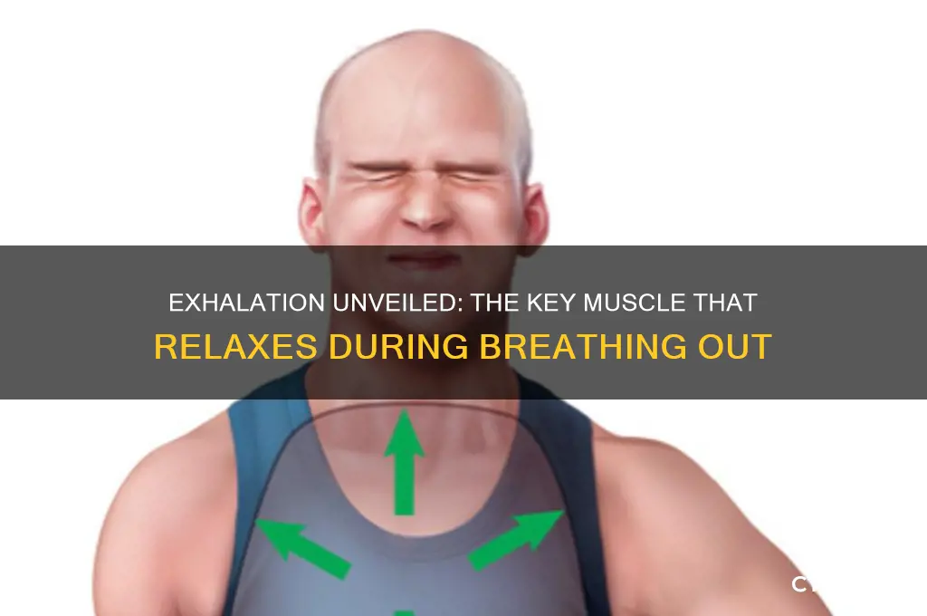 what muscle relaxes during exhalation