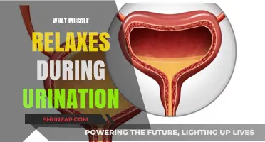 Understanding the Muscle Relaxation Process During Urination: A Comprehensive Guide