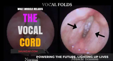 Unveiling the Muscle That Relaxes Your Vocal Cords for Smooth Speech