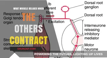 Understanding Muscle Contraction: Which Muscle Relaxes When Others Engage?