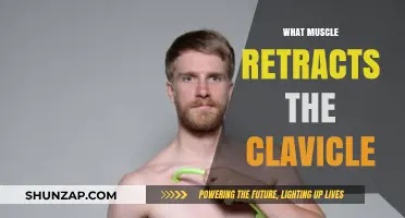 How Clavicle Retraction Works: The Muscle Behind It