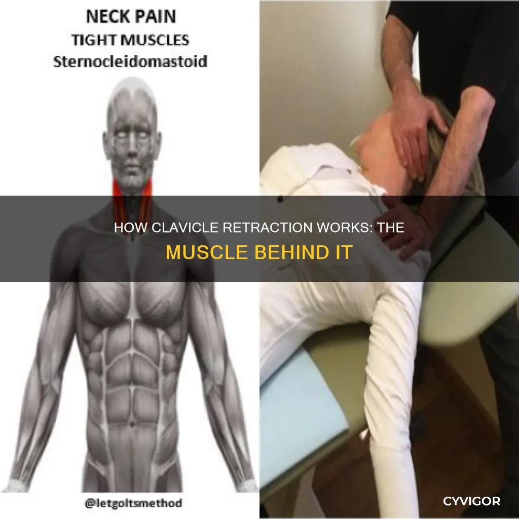what muscle retracts the clavicle