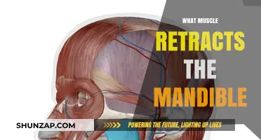 How the Mandible Retracts: Muscles Involved