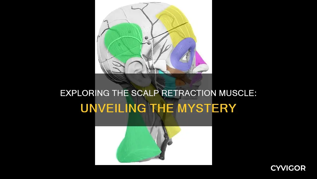 what muscle retracts the scalp