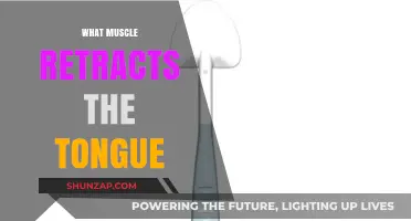 Tongue Retraction: What Muscle Controls Tongue Movement?