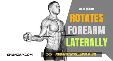 How Your Forearm Rotates: The Lateral Muscle Mystery
