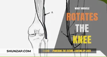 How Knee Rotation Muscles Affect Your Workout