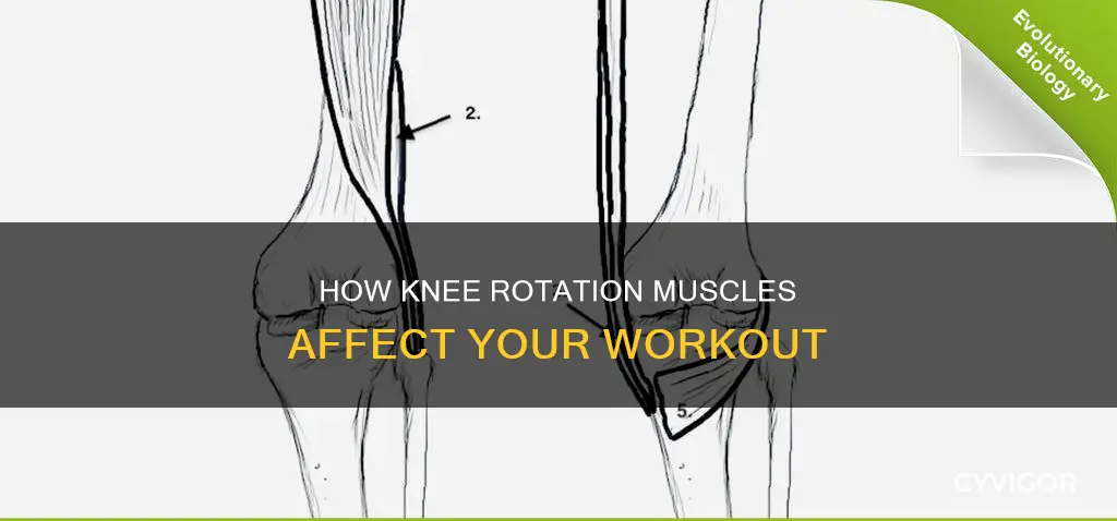 what muscle rotates the knee