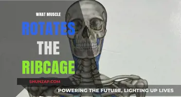 How the Serratus Anterior Powers Ribcage Rotation