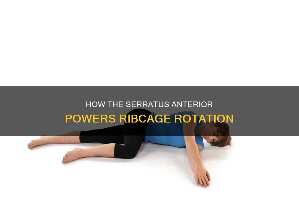 what muscle rotates the ribcage