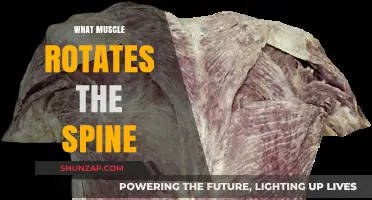 Spinal Rotation: Which Muscles Are Involved and Why?