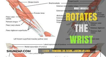 How Wrist Rotation Muscles Work Together