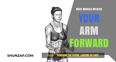 Understanding the Muscles Responsible for Forward Arm Rotation