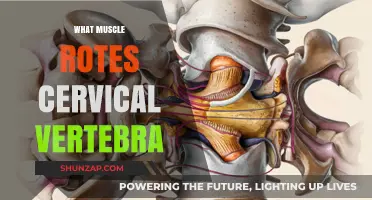 Muscle Movement: Cervical Vertebrae and You