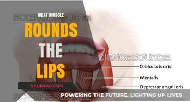 Orbicularis Oris Muscle: Rounding Your Lips