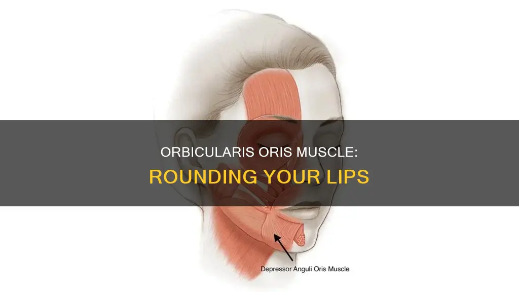 what muscle rounds the lips