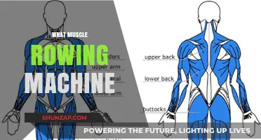 Rowing Machine: Which Muscles Do They Work?