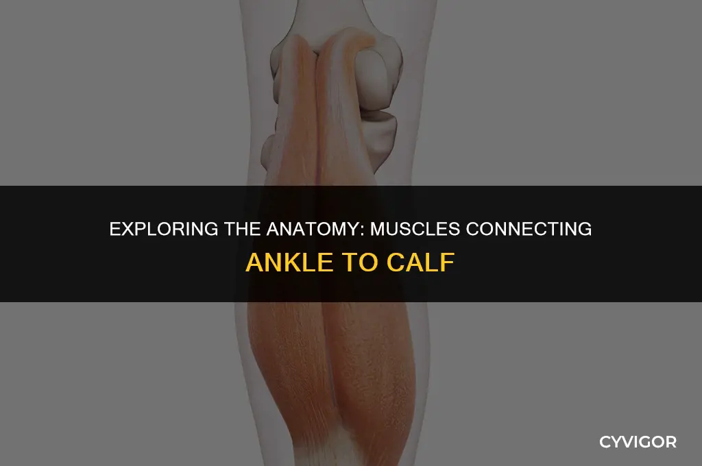 what muscle run up from the ankle through the calf