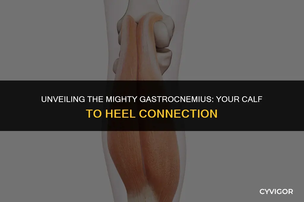 what muscle runs from calf to heel