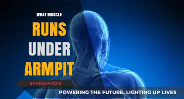 The Secret Muscle Under Your Armpit