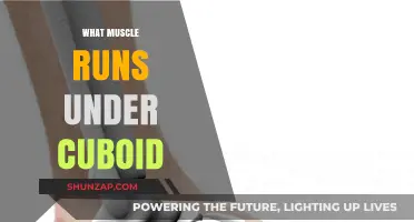 Understanding the Muscles Under the Cuboid Bone