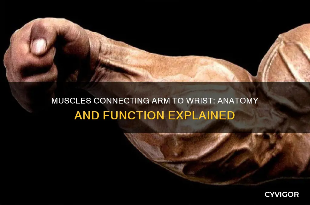 what muscle runs up the arm to the wrist
