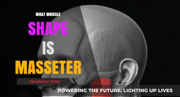 The Masseter Muscle: A Powerful Jawline Shaper
