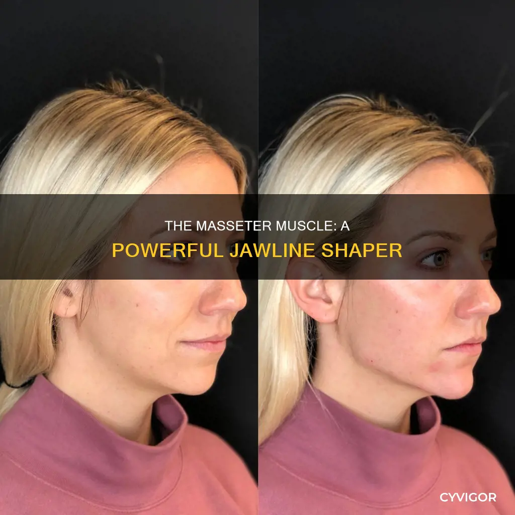 what muscle shape is masseter