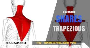 Trapezious Muscle: Understanding Its Unique Structure and Function