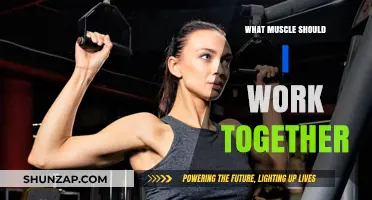 Effective Muscle Pairing: Maximize Your Workouts with Synergistic Training Strategies