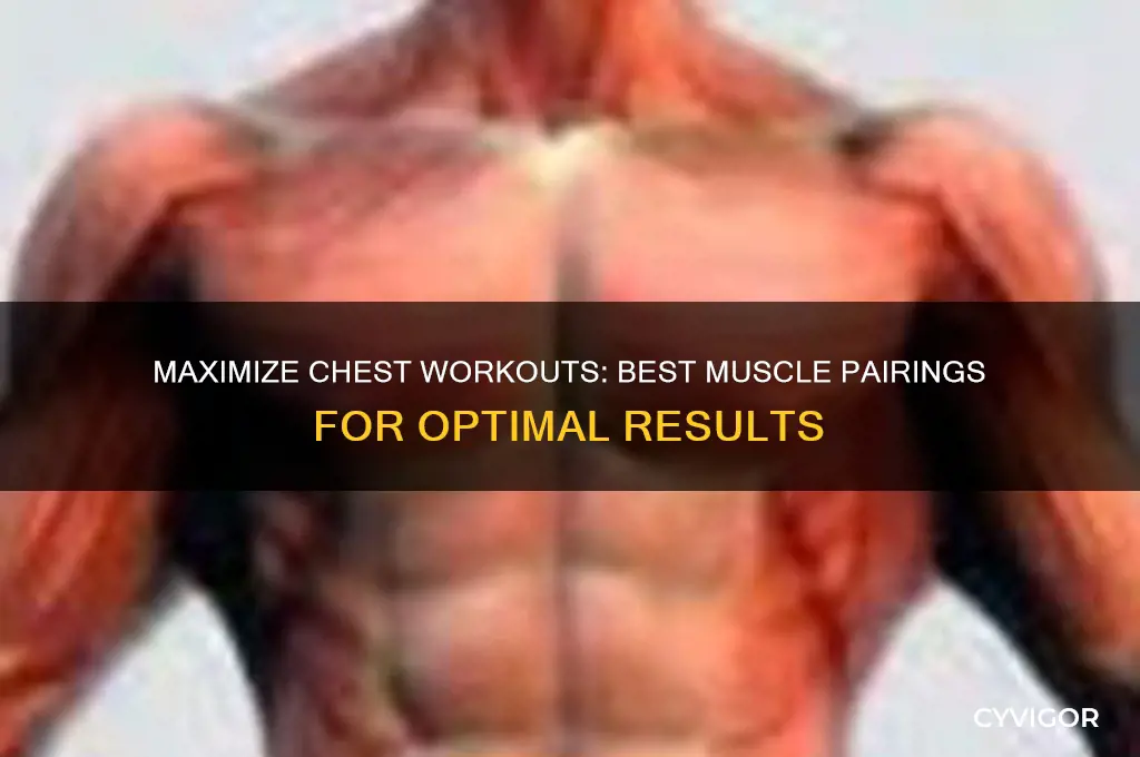 what muscle should i work with chest