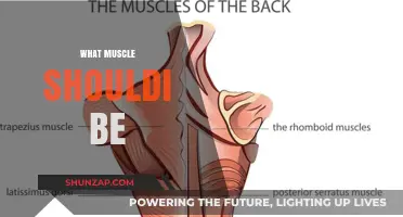 Build Muscle, Stay Strong: What Muscles Should I Target?