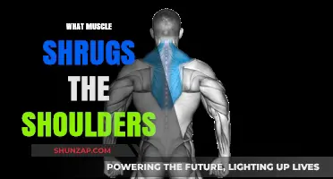 Shoulder Shrugs: Which Muscles Are Involved?
