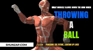 Which Muscle Controls Arm Deceleration During a Ball Throw?