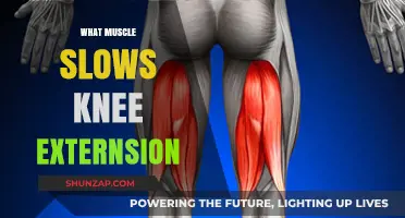 Knee Extension and the Mighty Muscle Behind It