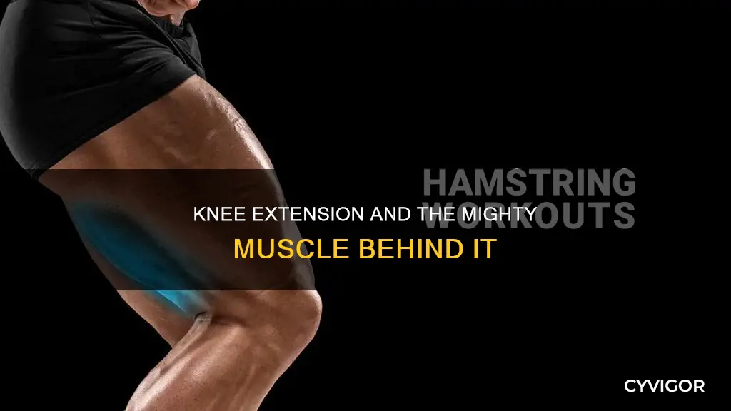 what muscle slows knee externsion