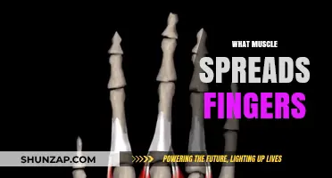 Exploring the Intricacies of Finger-Spreading Muscles