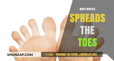 Toe Spreading: Which Muscles Are Involved and Why?