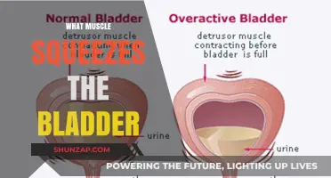 How Your Body Controls the Urge to Urinate