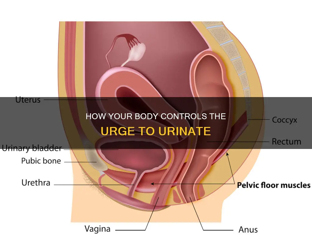 what muscle squeezes the bladder