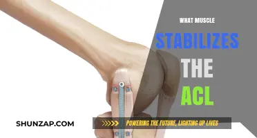 The ACL's Muscle Stabilizer: What's the Main Player?