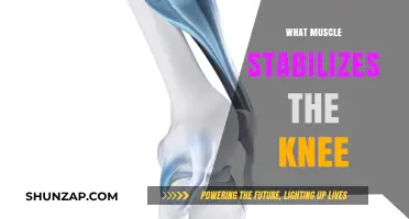 Knee Stability: Which Muscles Keep Your Knees Strong?