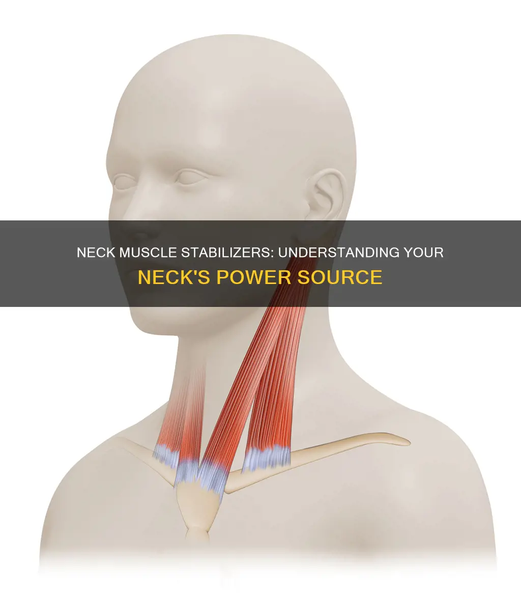 what muscle stabilizes the neck