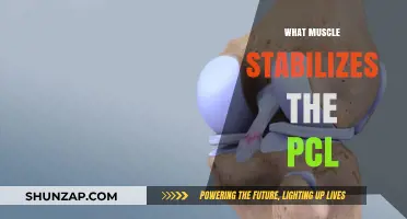 The PCL's Supporting Muscle: Understanding Knee Stability