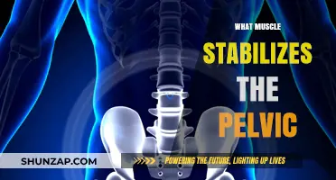 Pelvic Stability: The Secret to a Strong Core
