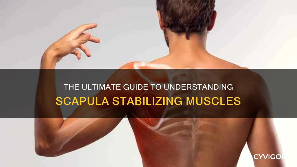 what muscle stabilizes the scapula