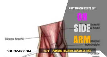 Understanding the Brachioradialis: The Prominent Muscle on Your Side Arm