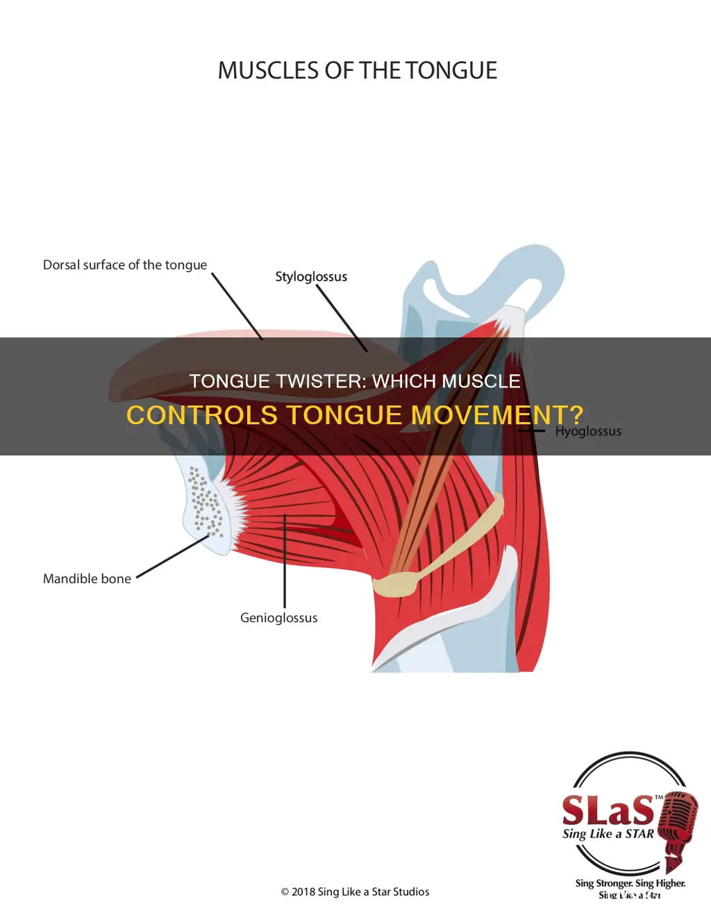 what muscle sticks tongue out